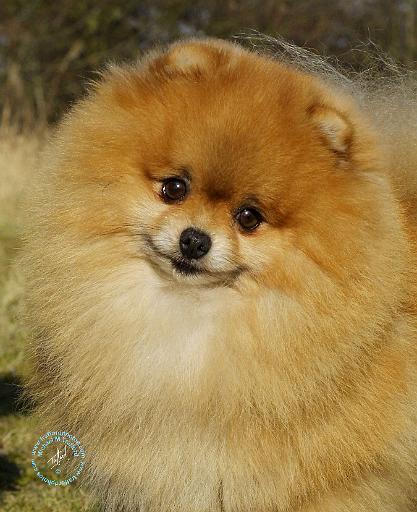 Pomeranian 9T061D-001.JPG